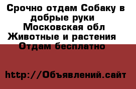 Срочно отдам Собаку в добрые руки - Московская обл. Животные и растения » Отдам бесплатно   